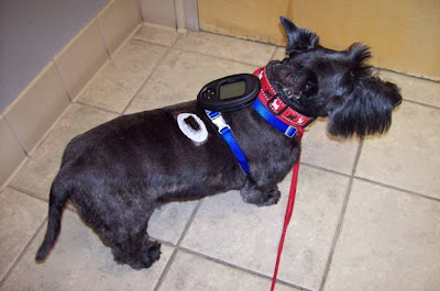 dog cataracts