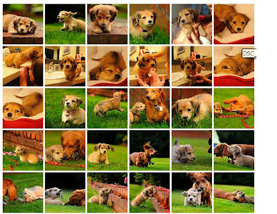 miniature long haired miniature long haired dachshund puppies. miniature long haired