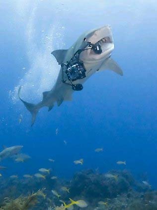 Shark Biting
