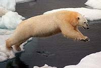 Activists want polar bear on endangered list before Alaska oil sale