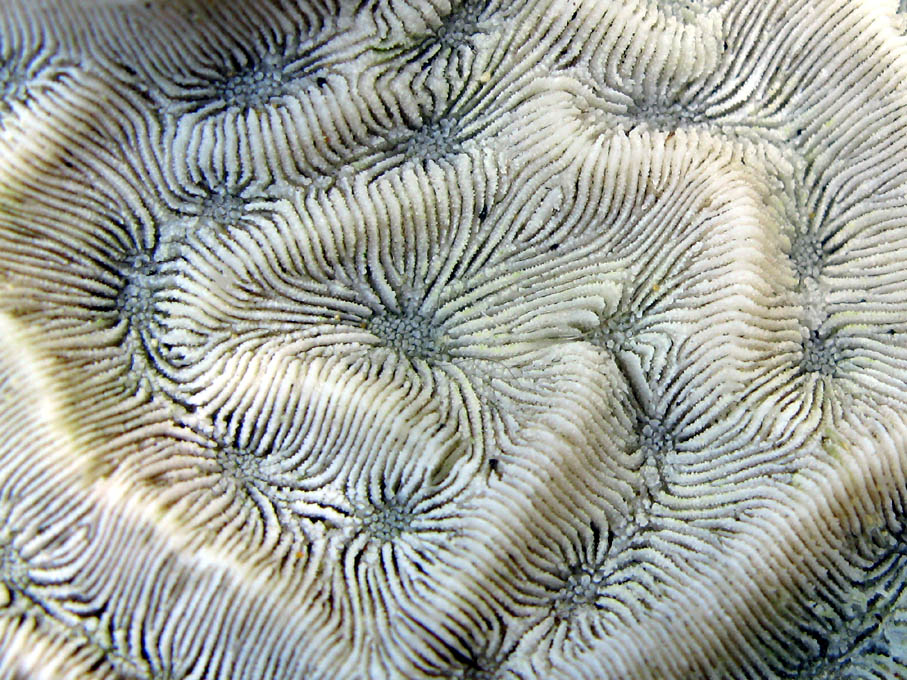[coral1a.jpg]