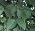benefits of pygeum