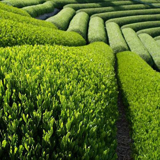 green tea health benefits