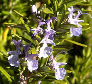 Rosemary Herb