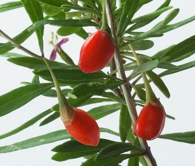 benefits pf goji berry