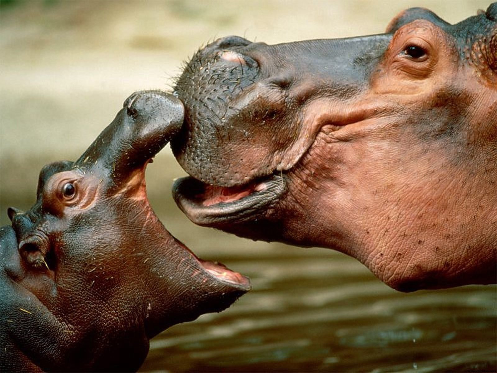 Hippo Kissing