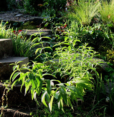 Garden Photo Of The Day 2011