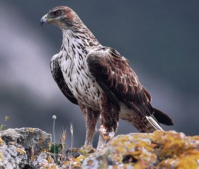 27 especies de aguilas 27 especies de aguilas