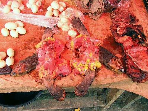 [303136484_68633f3a85.jpg]