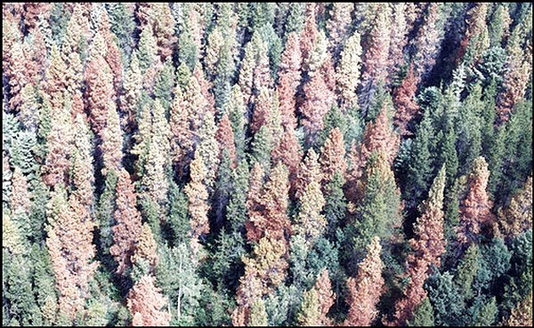 [Canadian_Forest.jpg]