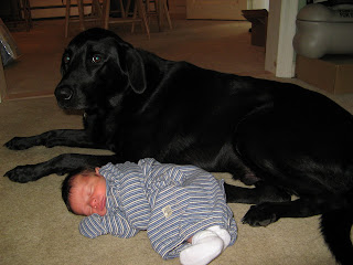Diesel is the top dog