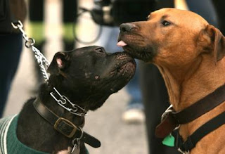 Chuckie and Macavelli (his misspelling, not mine) two of Vick's dog who have already been adopted