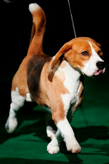 Uno the beagle laid the smack down on the other dogs especially those bitches the poodles