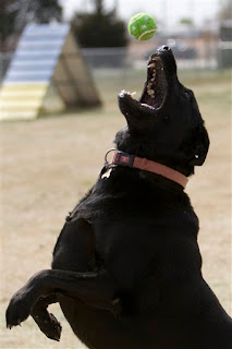 black labs love to fetch tennis balls