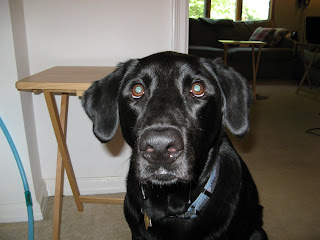 who could resist this face?