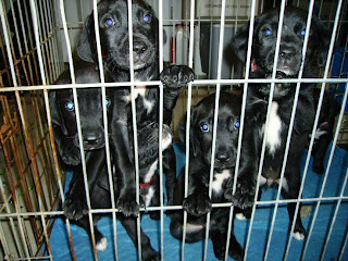 these puppies were supposedly found in the middle of the road