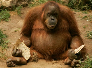 orangutan