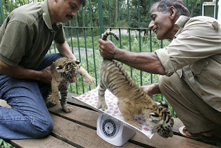 Zookeepers check out a tiger's hemmrhoids