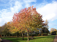 Paddy Freemans Park Paddy Freemans Park