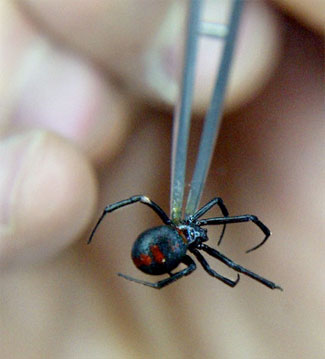 araña