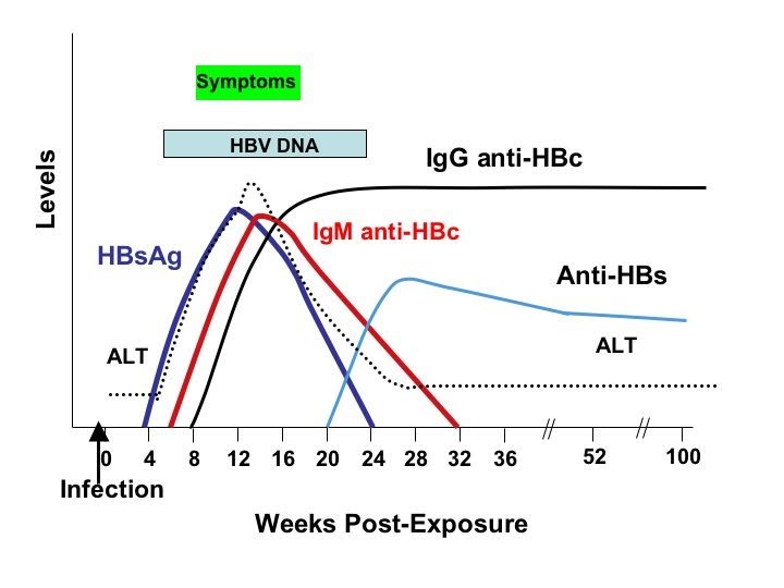 Phimaimedicine 527.Hepatitis B serological profile interpretation