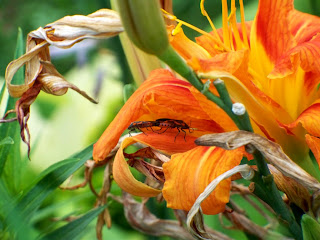 Orange explains it all: July 2008