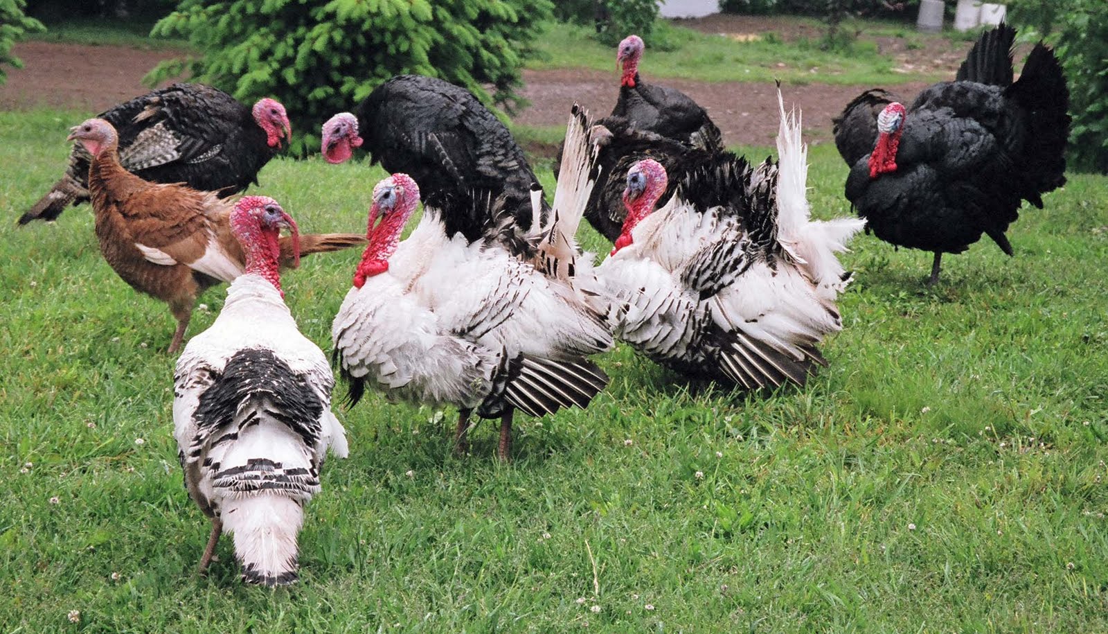 Orange explains it all chickens and turkeys