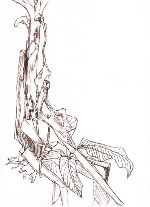 Maple Tree Sketch