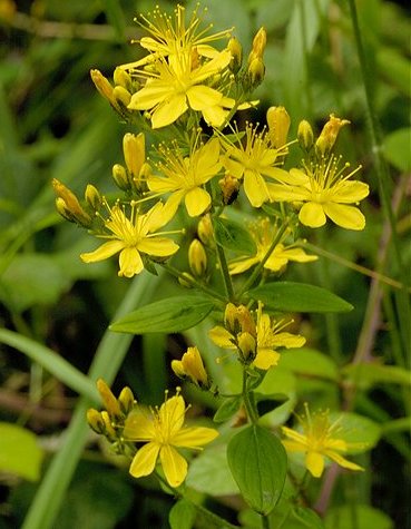 hypericum