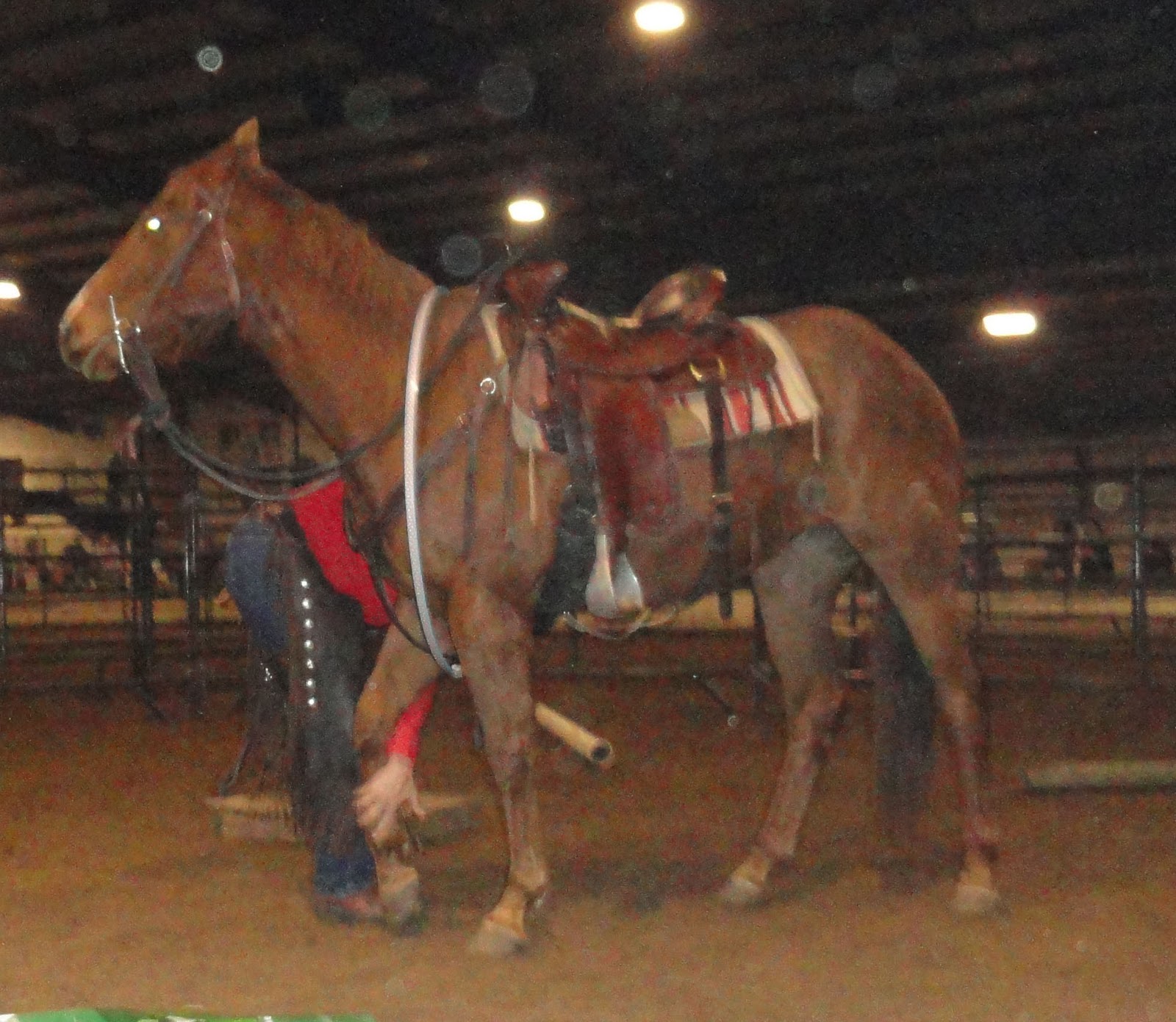 Mustang Dreams.... Missouri Equine Horse Celebration in Columbia, MO