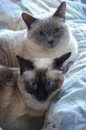 Belle & Lacey ~ Adopted 2009