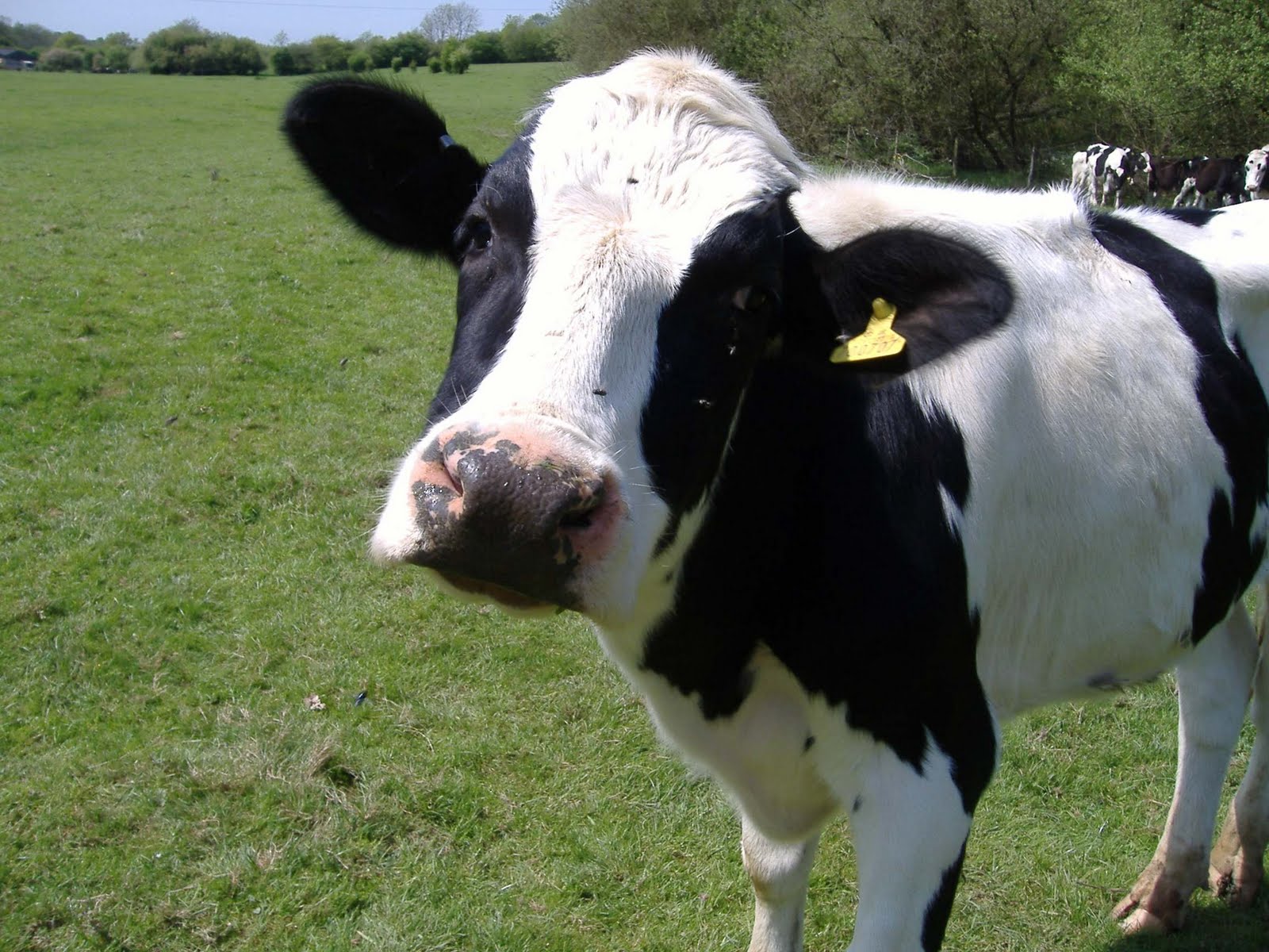 face of cow