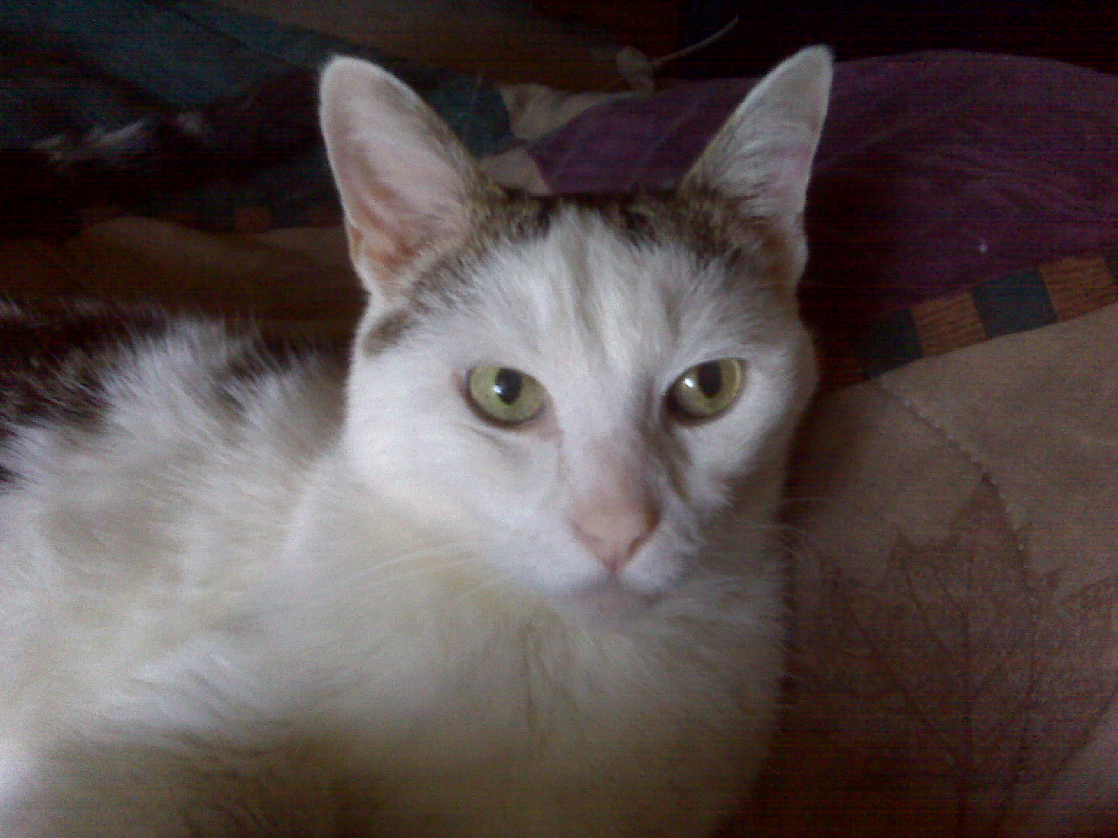 Air Purifier for Cat Hair