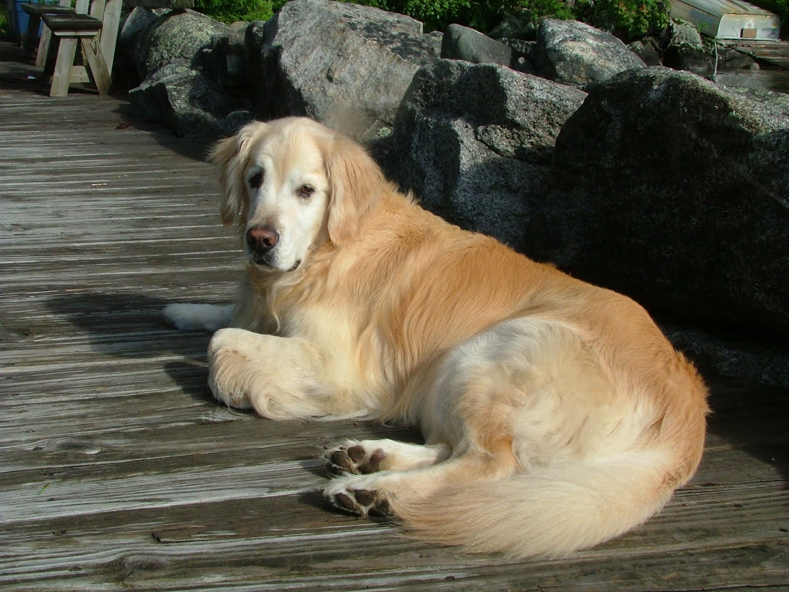 golden retriever dander purerair golden retriever pet dander golden retriever dander purerair golden retriever pet dander
