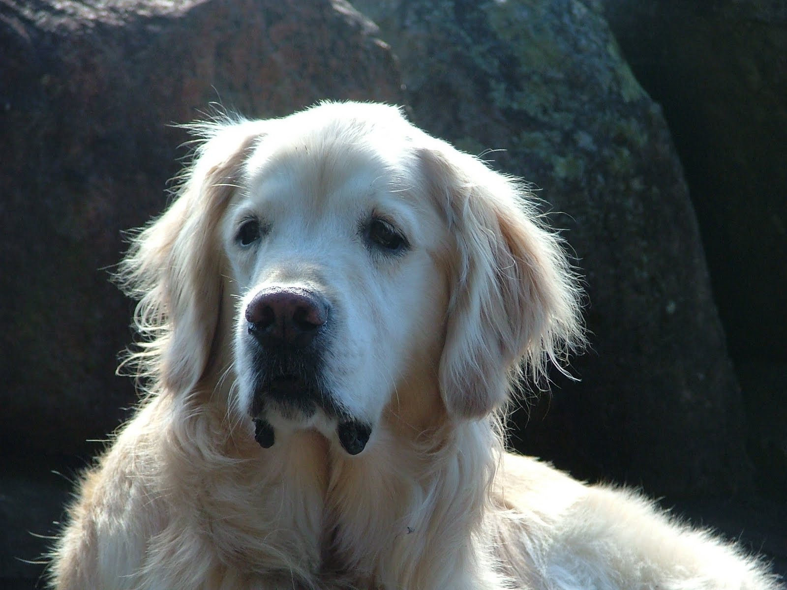 do golden retrievers shed hair purerair golden retriever pet dander do golden retrievers shed hair purerair golden retriever pet dander