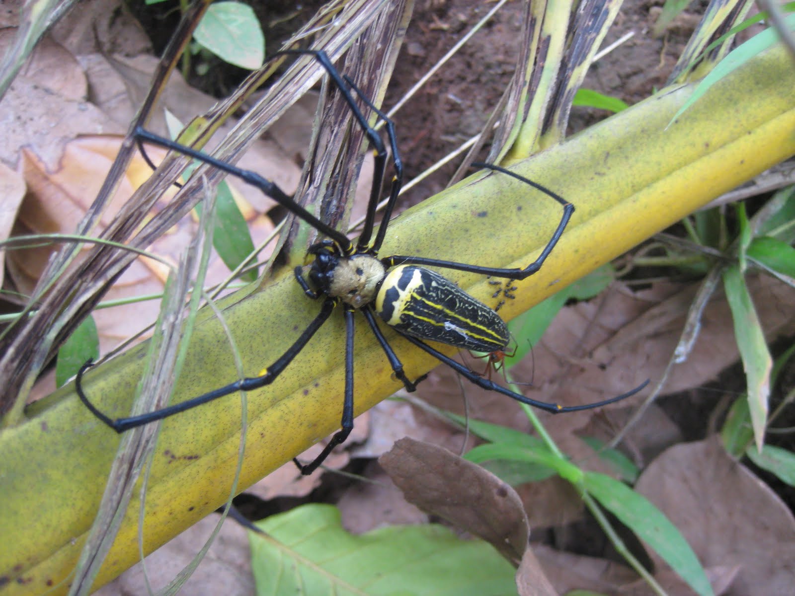 Gross Spiders