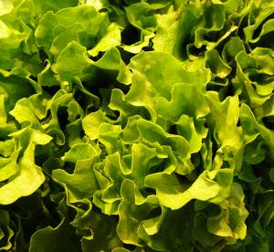 insalata