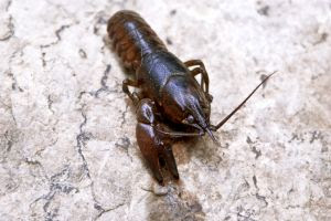 aragosta