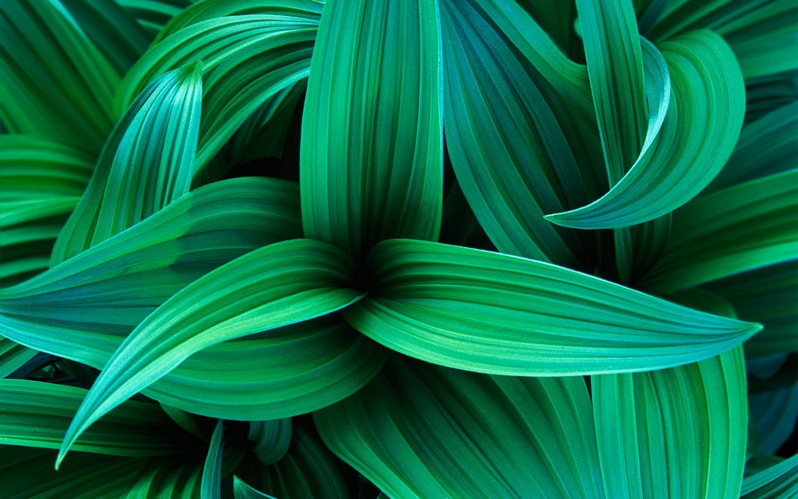 http://4.bp.blogspot.com/_mC1TEdZ4gks/TLc2Cp1gKaI/AAAAAAAAOFI/1VL_yOLdmq8/s1600/Window+7+Wallpapers+-+010+-+www.Wallpapersshare.Blogspot.com.jpg