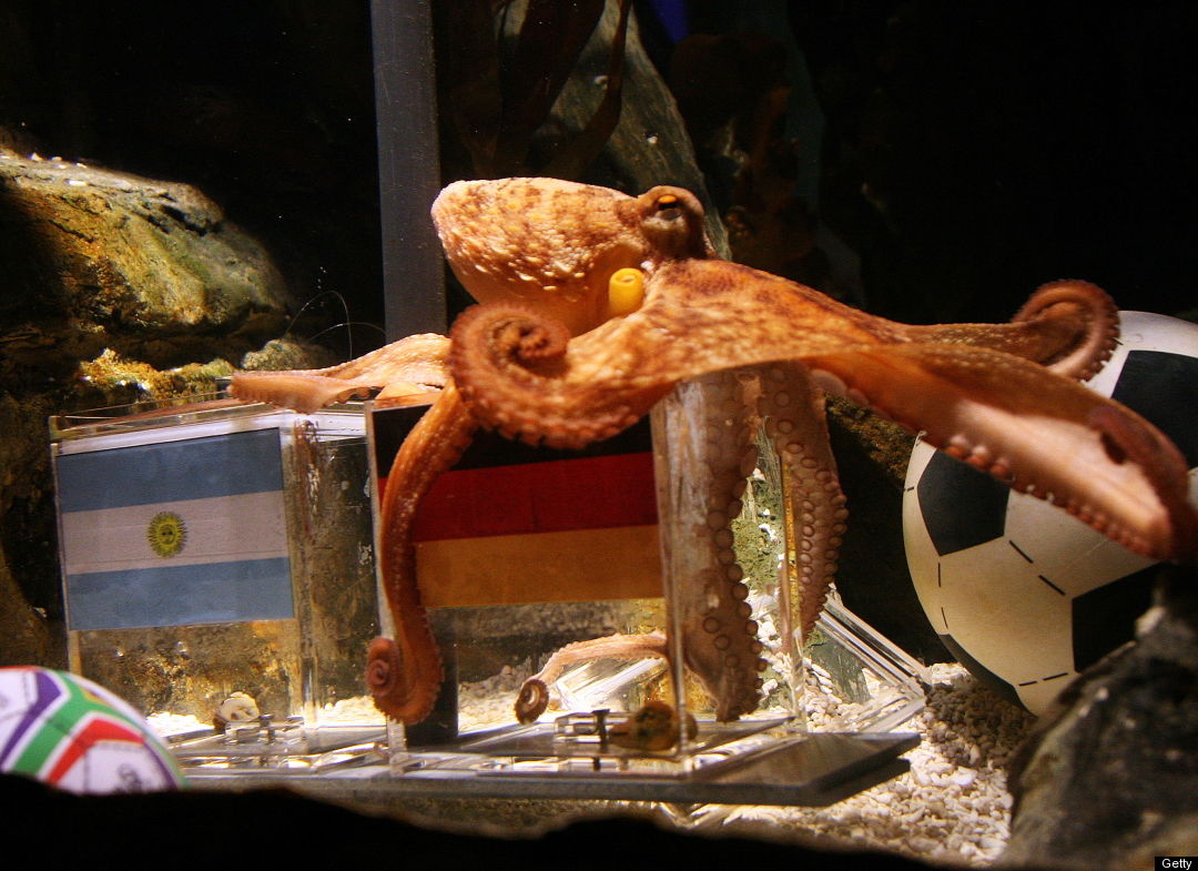 Oktopus Paul
