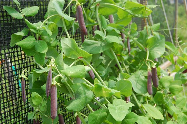 peas vine