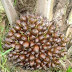 BaSel Terancam Tanpa Hutan