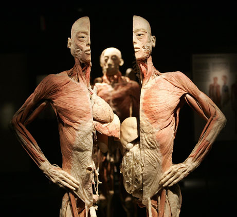 touring Bodies exhibition