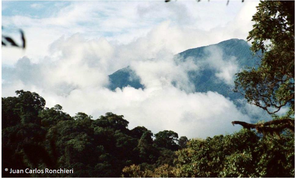 La Selva Tucumano-Oranense, el hábitat más austral del oso de anteojos ó andino (Tremarctos ornatus Cuvier, 1825)
