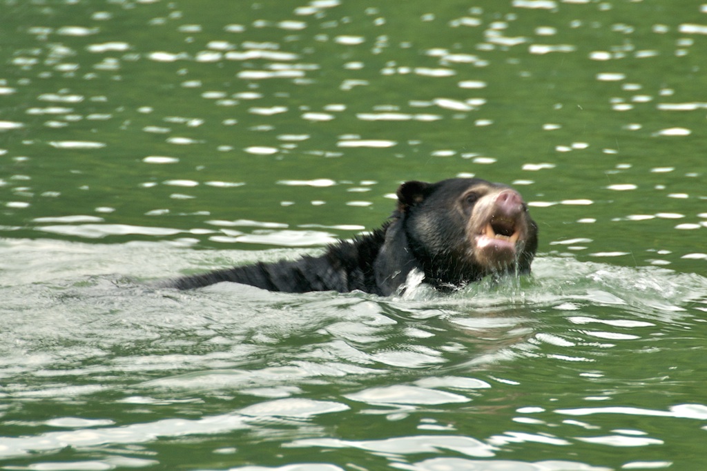 ¿Los osos selváticos, pueden nadar?