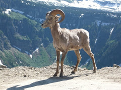 Mountain Sheep Ram
