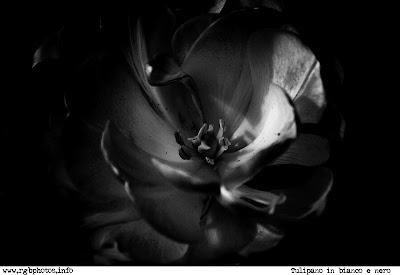 Tulipano in bianco e nero. Macchina fotografica Canon EOS 10D, ottica canon ef 70-300 stabilizzata