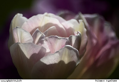 Fotografia di tulipano angèlique - Macchina fotografica Canon EOS 10d, ottica Sigma 70-300mm f/4-5.6 APO