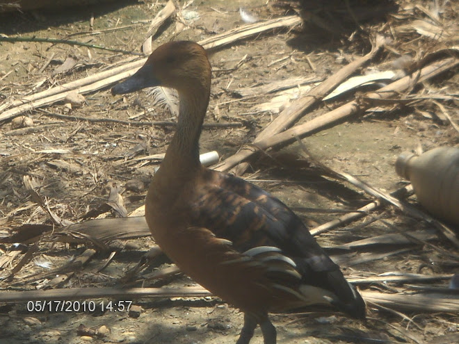 PATO ASSOBIADOR