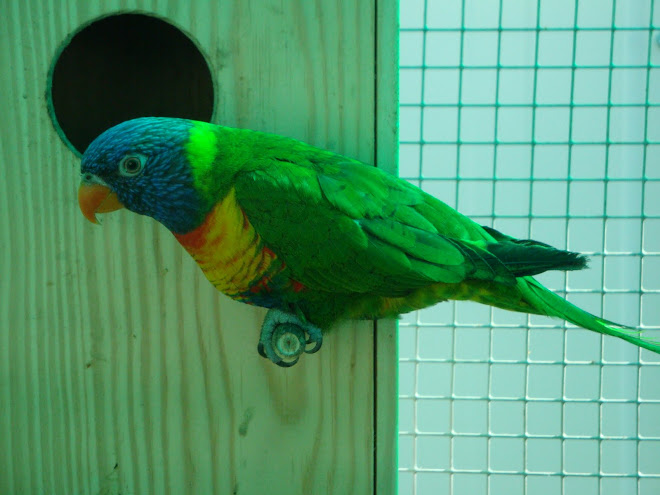 LORIS ARCO IRIS